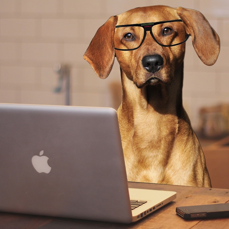 Dog in glasses with a laptop